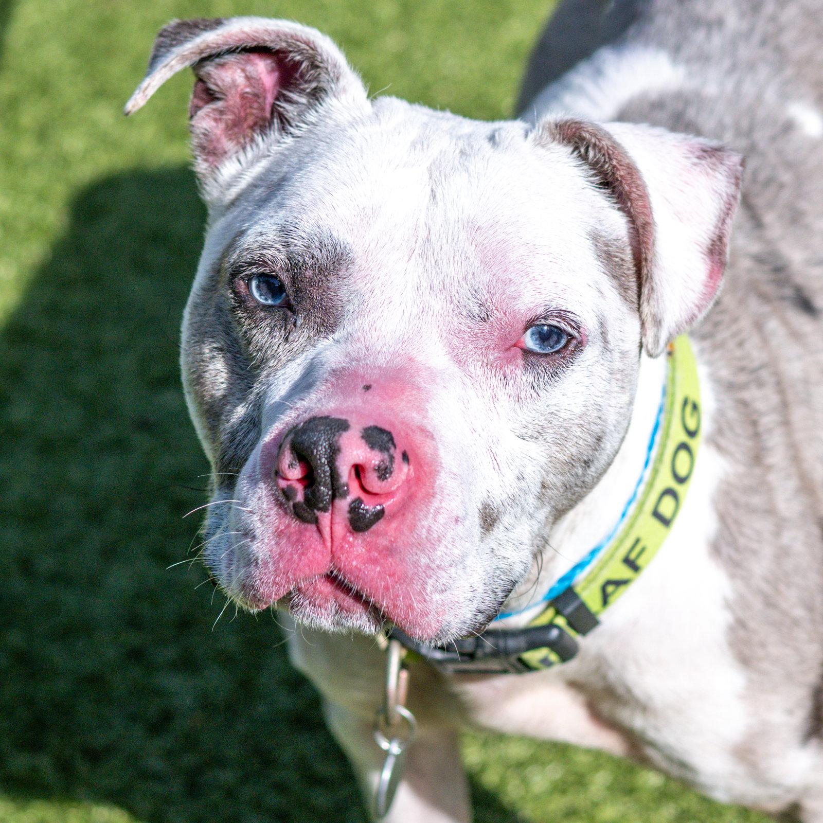 Enlarge Thanos, a Adoptable Terrier in Hilton Head Island, SC image 2/3