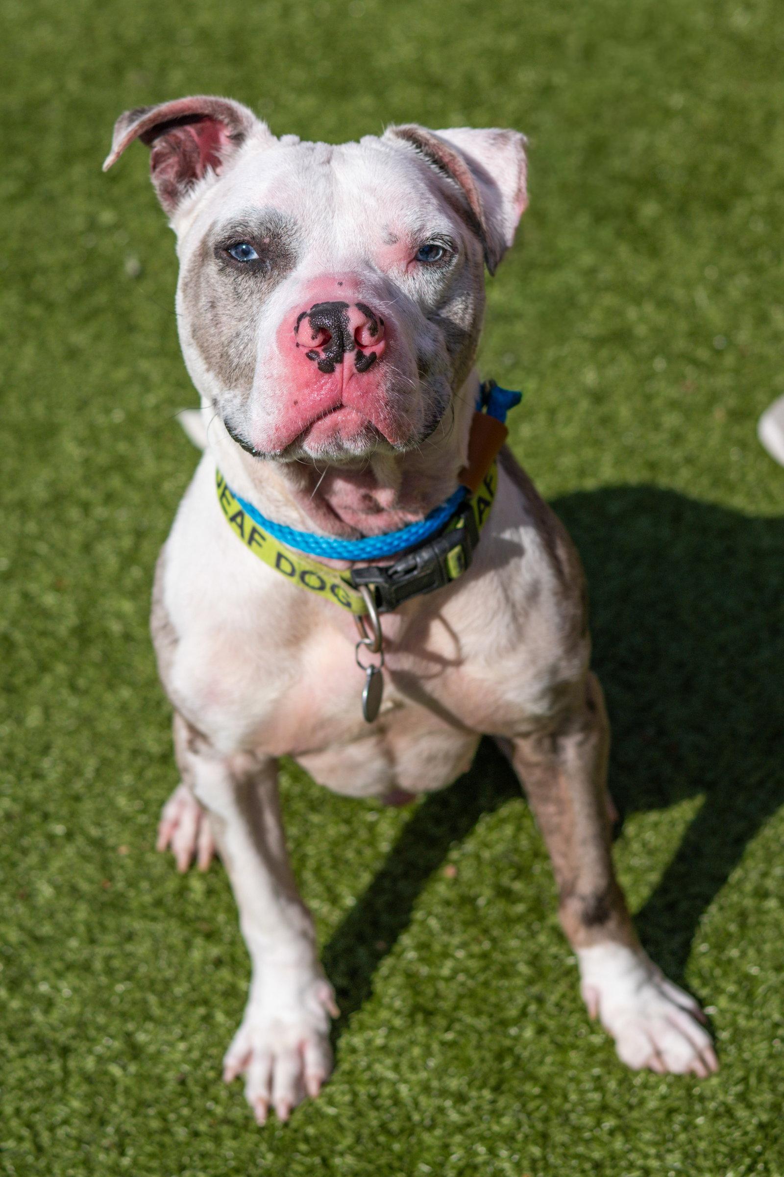 Enlarge Thanos, a Adoptable Terrier in Hilton Head Island, SC image 3/3