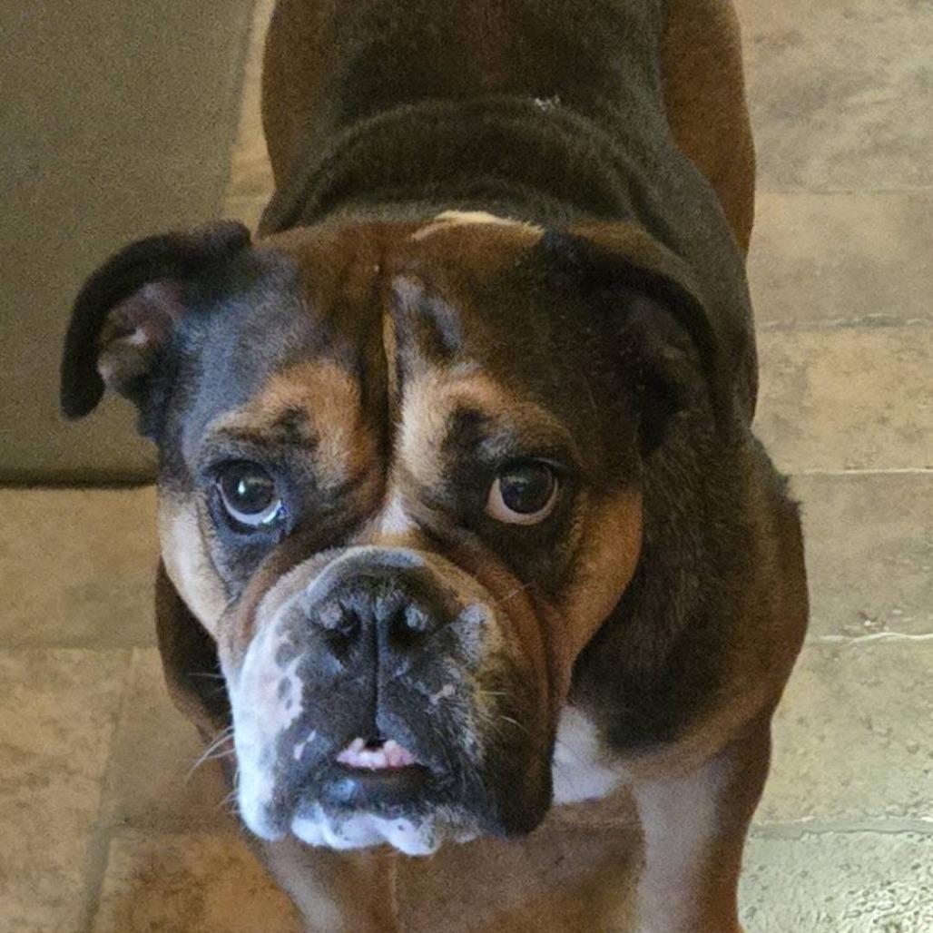 Willow, Adoptable, Adult Female English Bulldog.