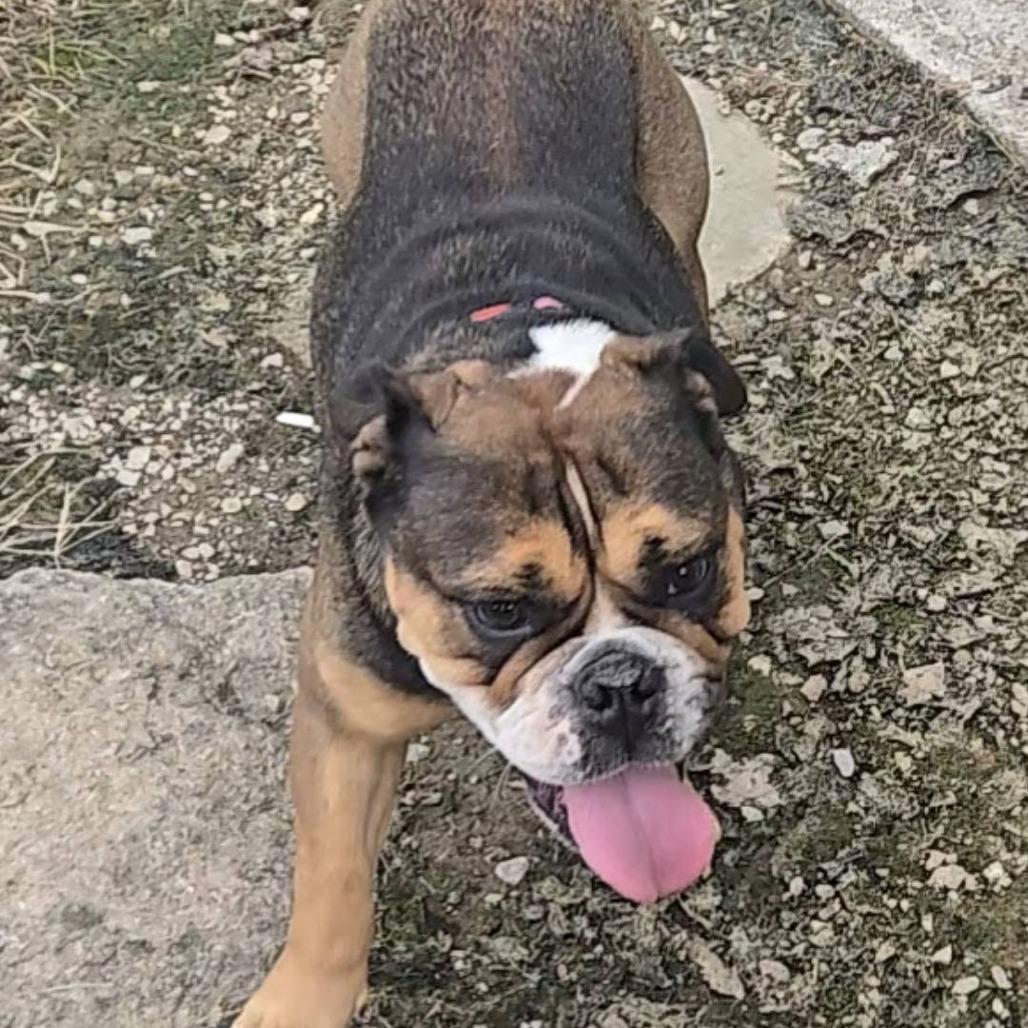 Enlarge Willow, a Adoptable English Bulldog in Huber Heights, OH image 2/6