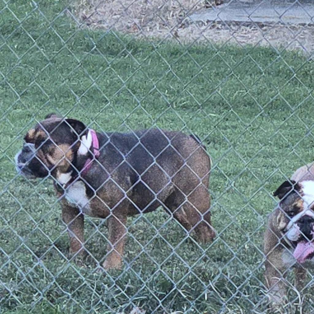 Enlarge Willow, a Adoptable English Bulldog in Huber Heights, OH image 3/6