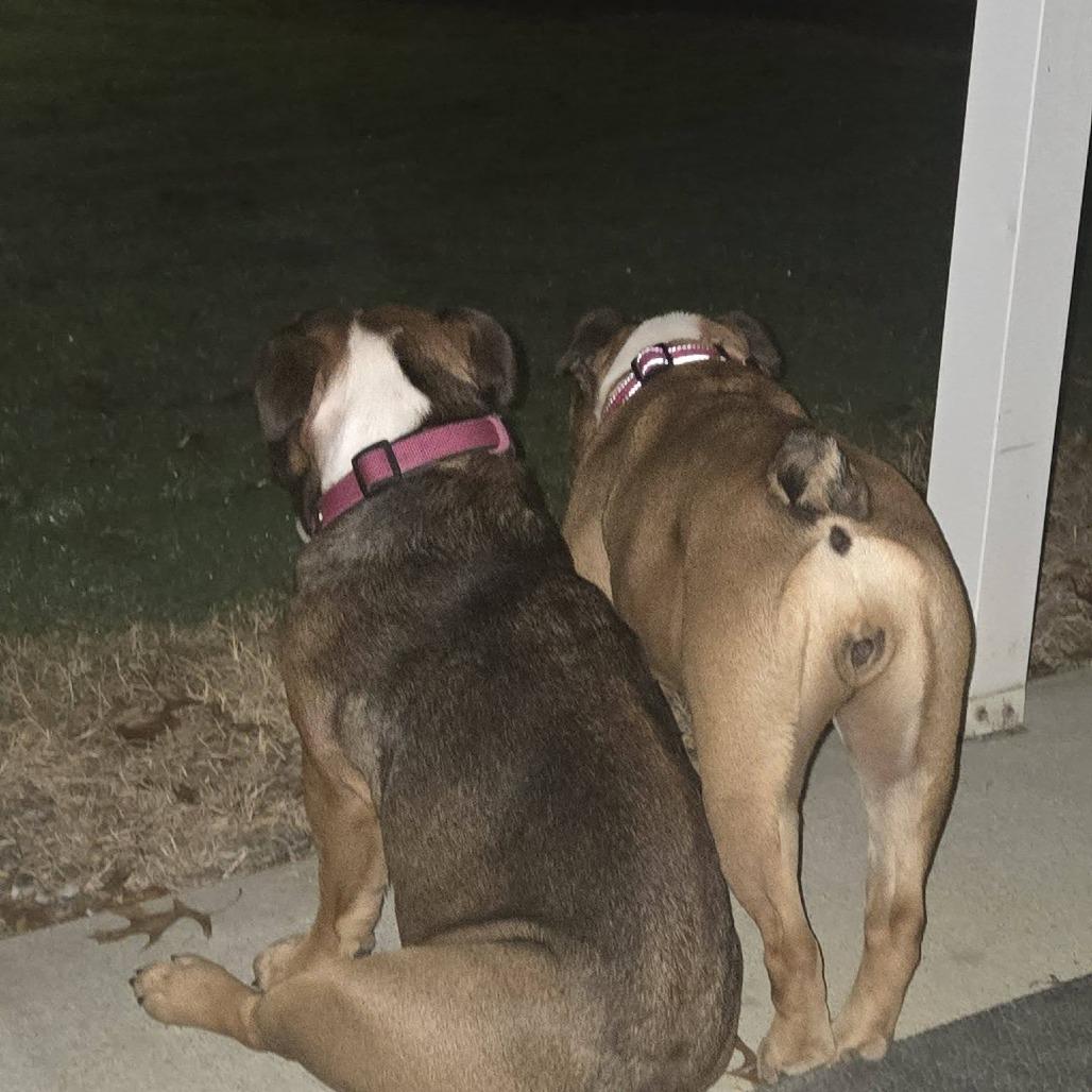 Enlarge Willow, a Adoptable English Bulldog in Huber Heights, OH image 4/6