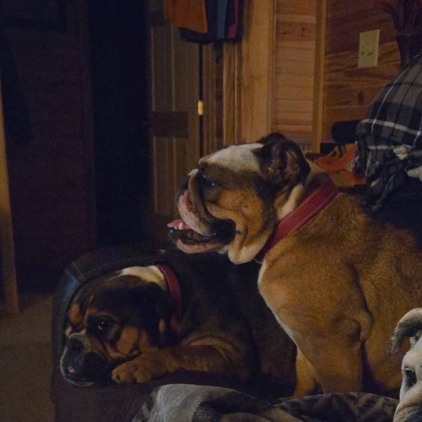 Enlarge Willow, a Adoptable English Bulldog in Huber Heights, OH image 5/6