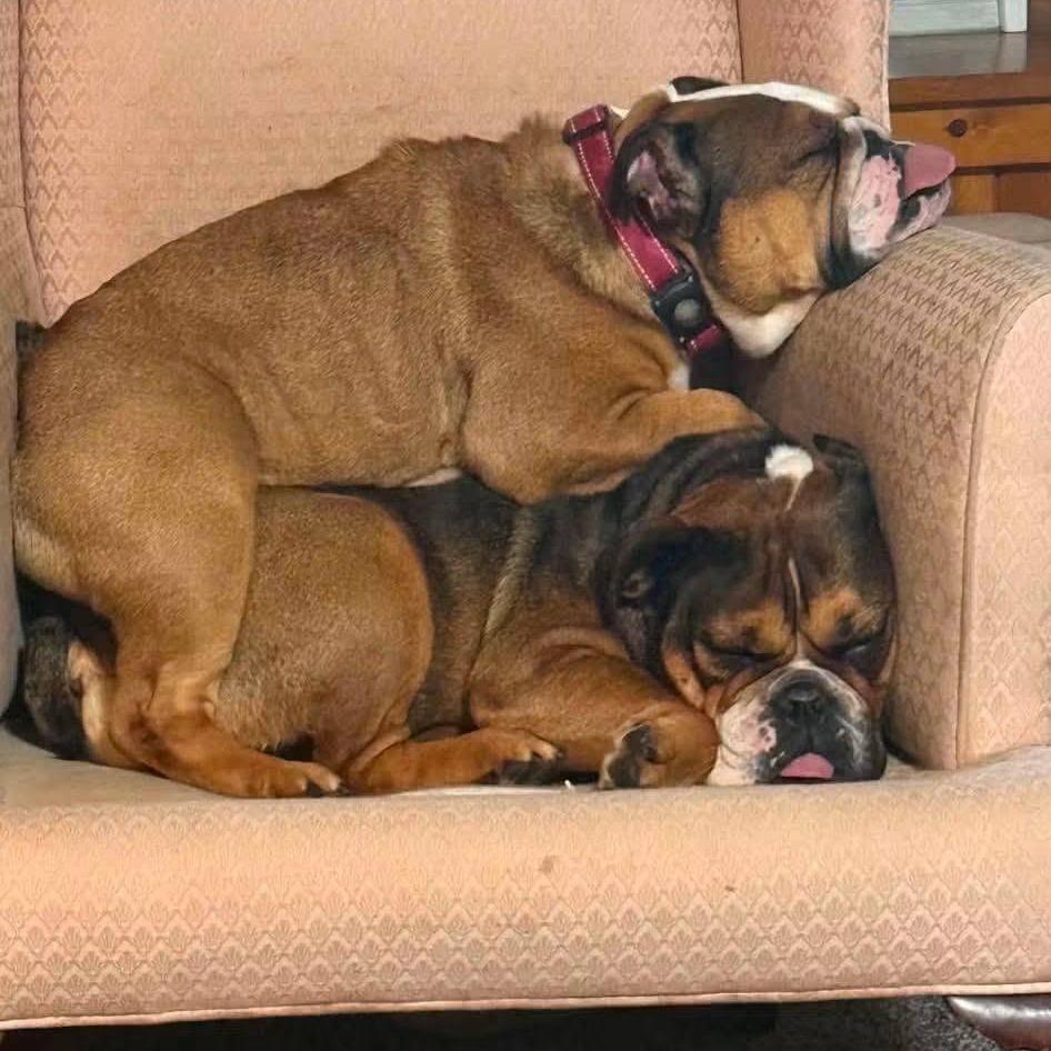 Enlarge Willow, a Adoptable English Bulldog in Huber Heights, OH image 6/6