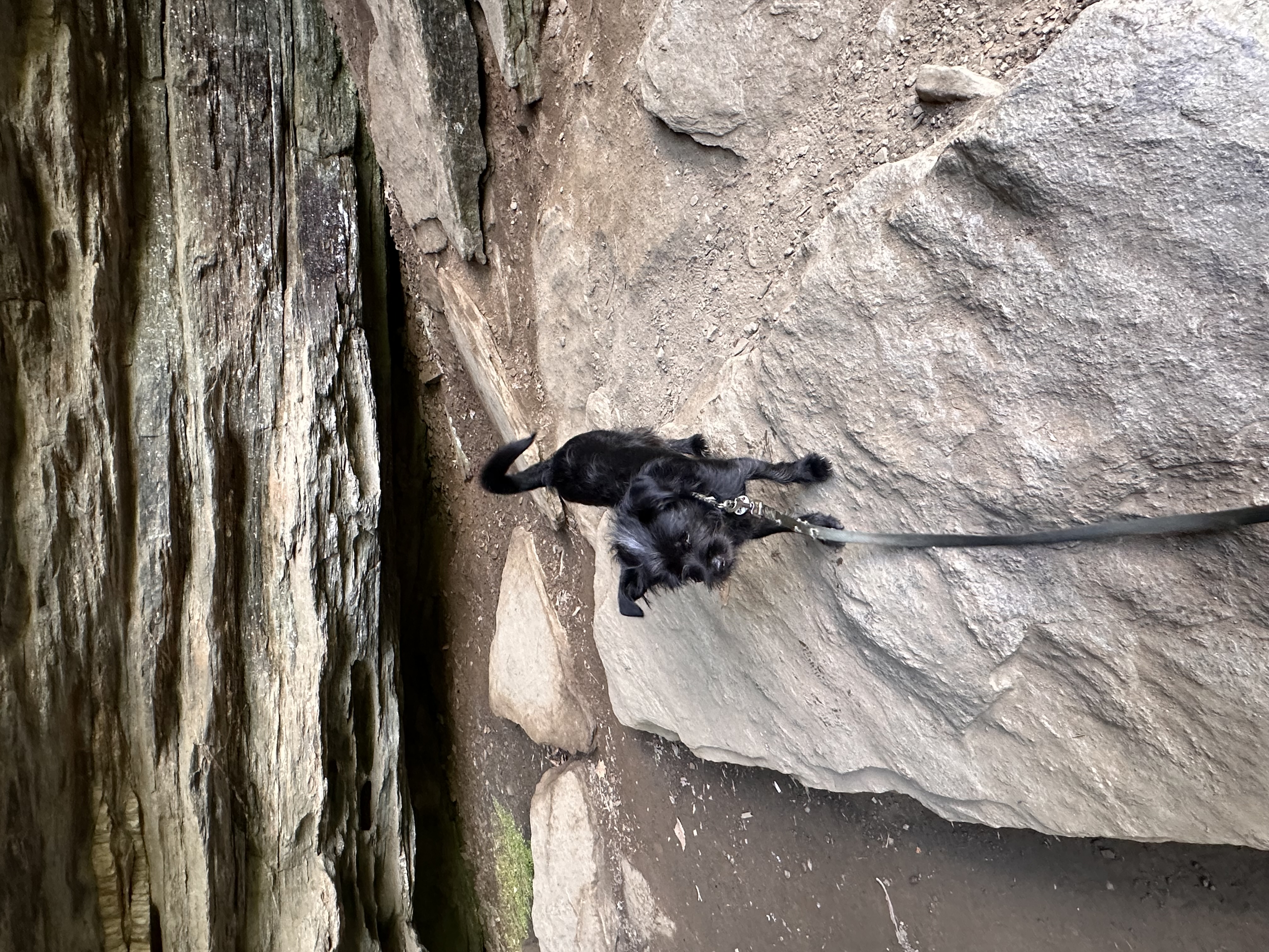 Brad-PENDING, Adopted, Young Male Brussels Griffon.