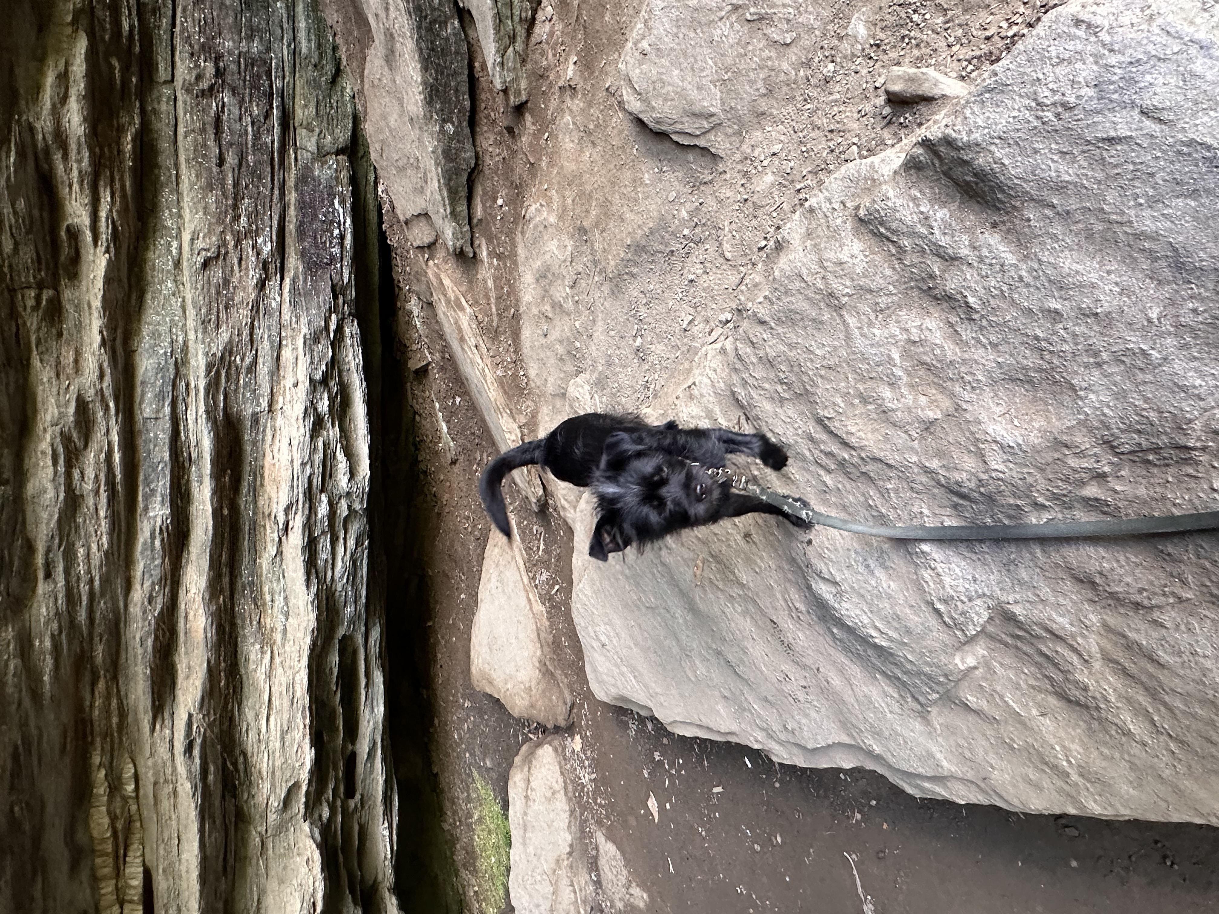 Enlarge Brad-PENDING, a Adopted Brussels Griffon in South Strafford, VT image 2/2