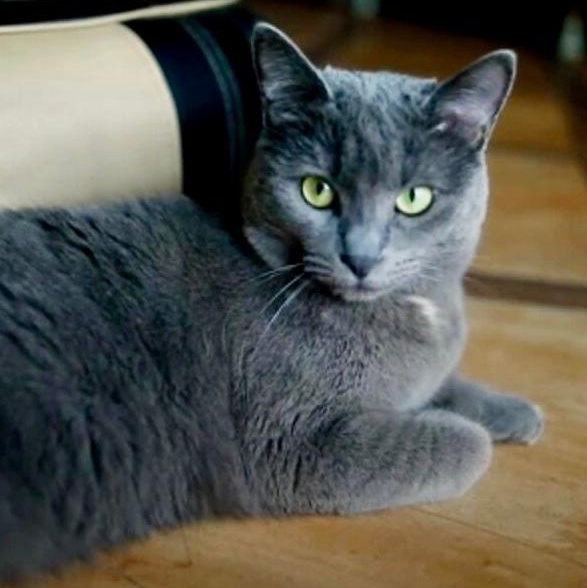 Smokey, ADOPTABLE, Adult Male Russian Blue.