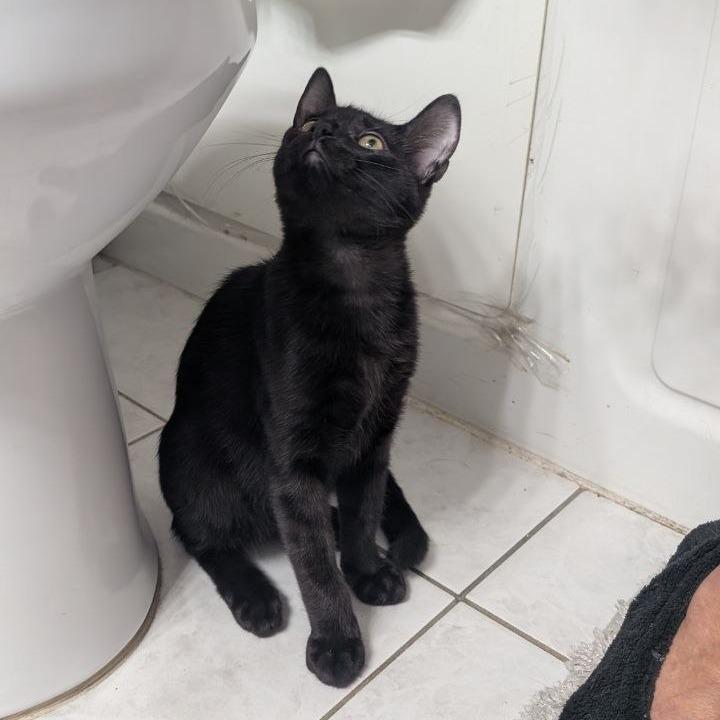 Apollo, Adoptable, Kitten Male Domestic Short Hair.