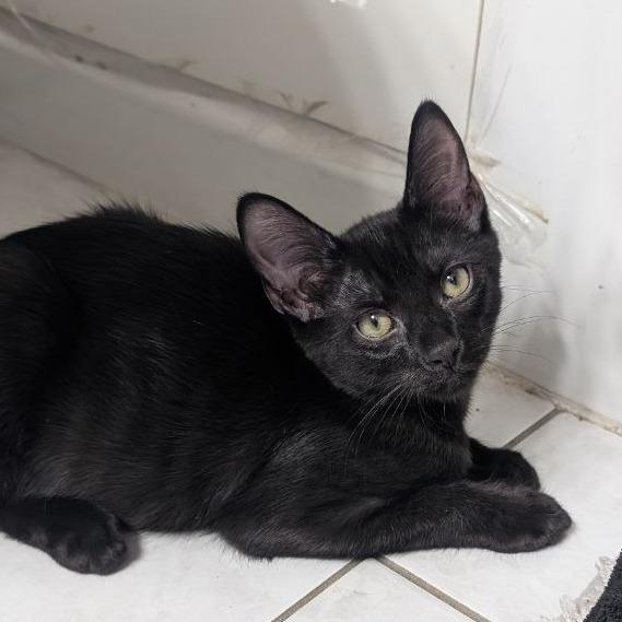 Enlarge Apollo, a Adoptable Domestic Short Hair in Pikesville, MD image 2/6