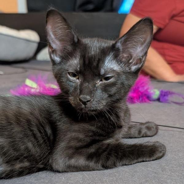 Enlarge Apollo, a Adoptable Domestic Short Hair in Pikesville, MD image 3/6