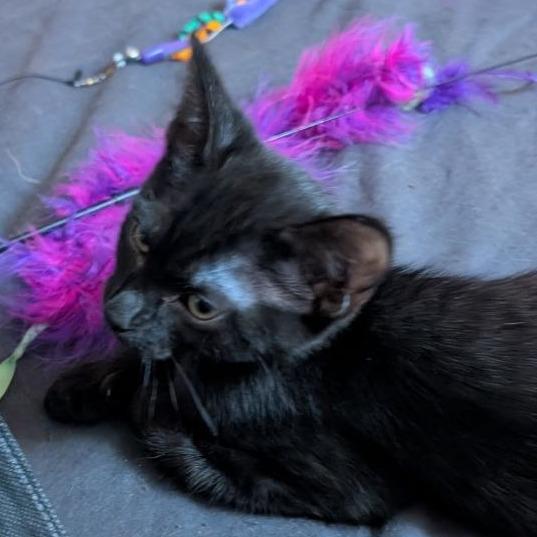 Enlarge Apollo, a Adoptable Domestic Short Hair in Pikesville, MD image 4/6