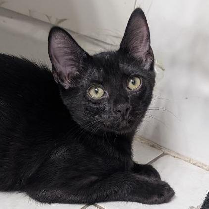 Enlarge Apollo, a Adoptable Domestic Short Hair in Pikesville, MD image 5/6