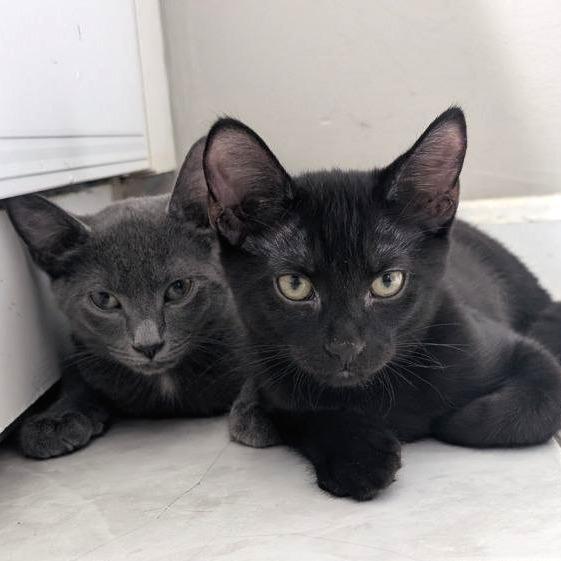 Enlarge Apollo, a Adoptable Domestic Short Hair in Pikesville, MD image 6/6