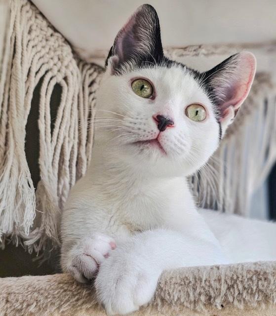 Dynamite Roll *bonded with Tiger Roll*