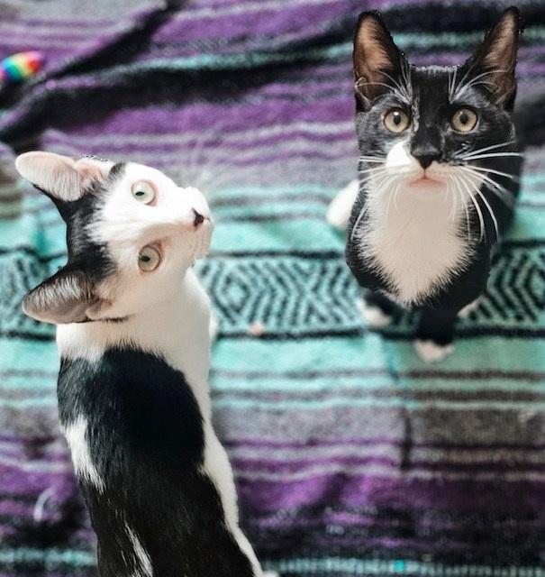 Dynamite Roll *bonded with Tiger Roll*