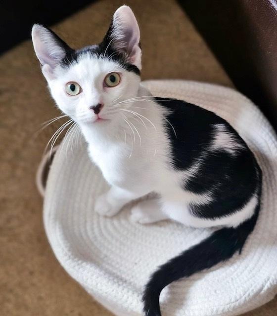 Dynamite Roll *bonded with Tiger Roll*