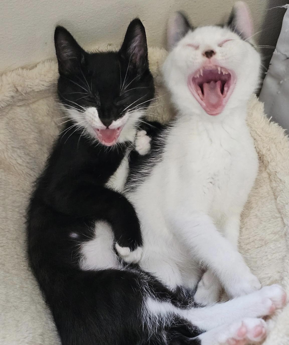 Dynamite Roll *bonded with Tiger Roll*, Baby Male Tuxedo