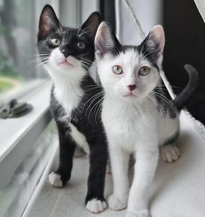 Dynamite Roll *bonded with Tiger Roll*