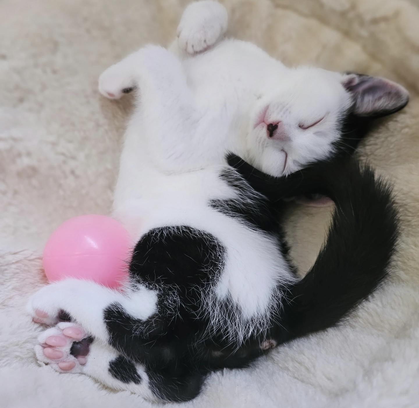 Dynamite Roll *bonded with Tiger Roll*