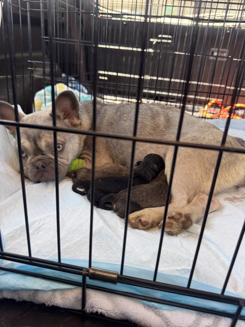 💜 Lila (Sophia's Amazing Pups!), Adoptable, Young Female French Bulldog & Miniature Poodle.