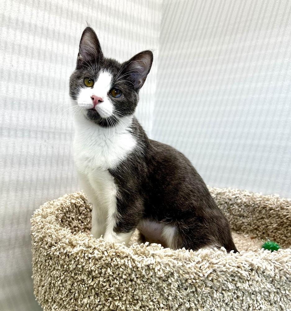 Faye — thumbnail 3