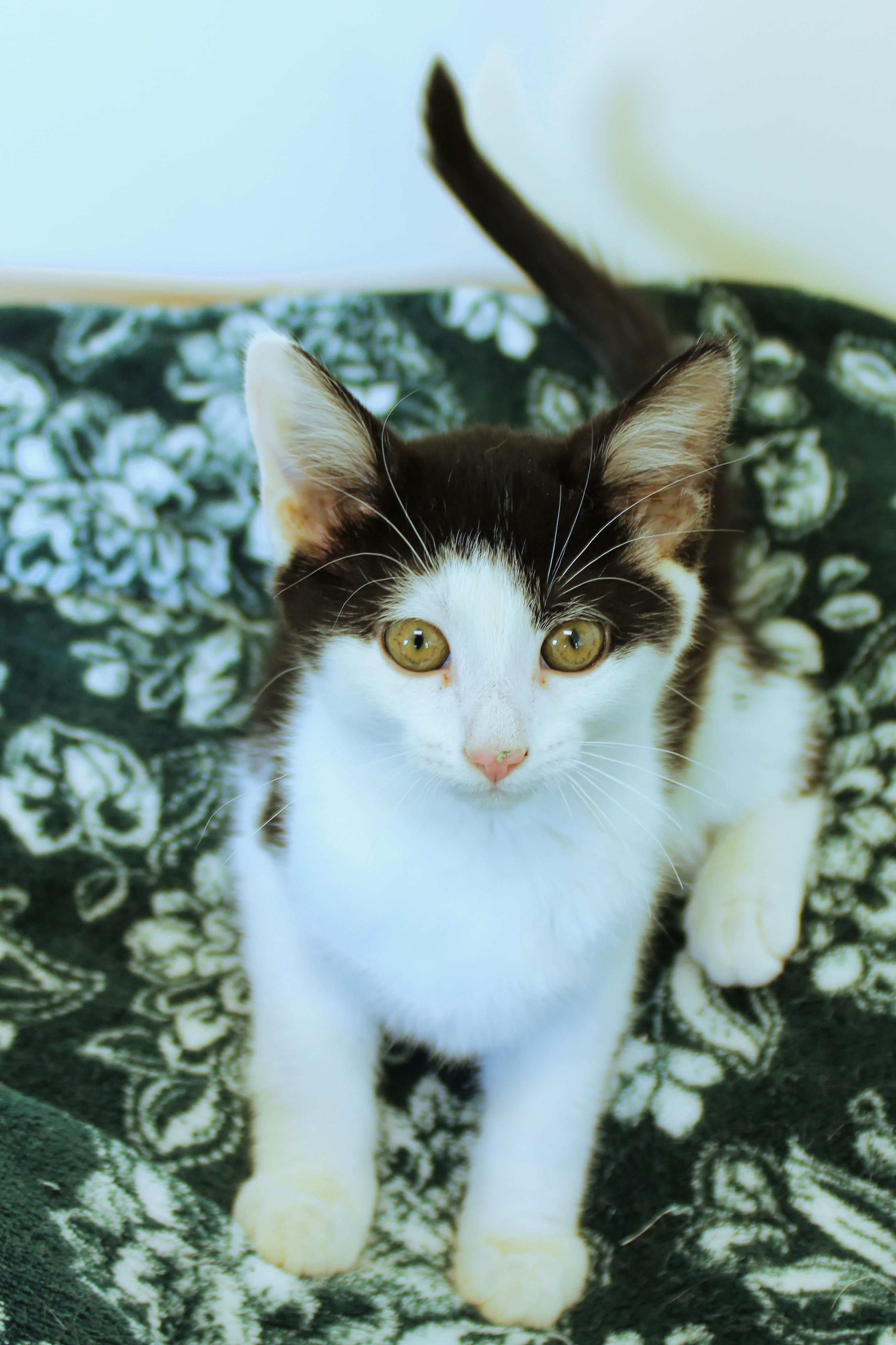 Enlarge Kringle, a Adoptable American Shorthair in Urbana, OH image 3/6