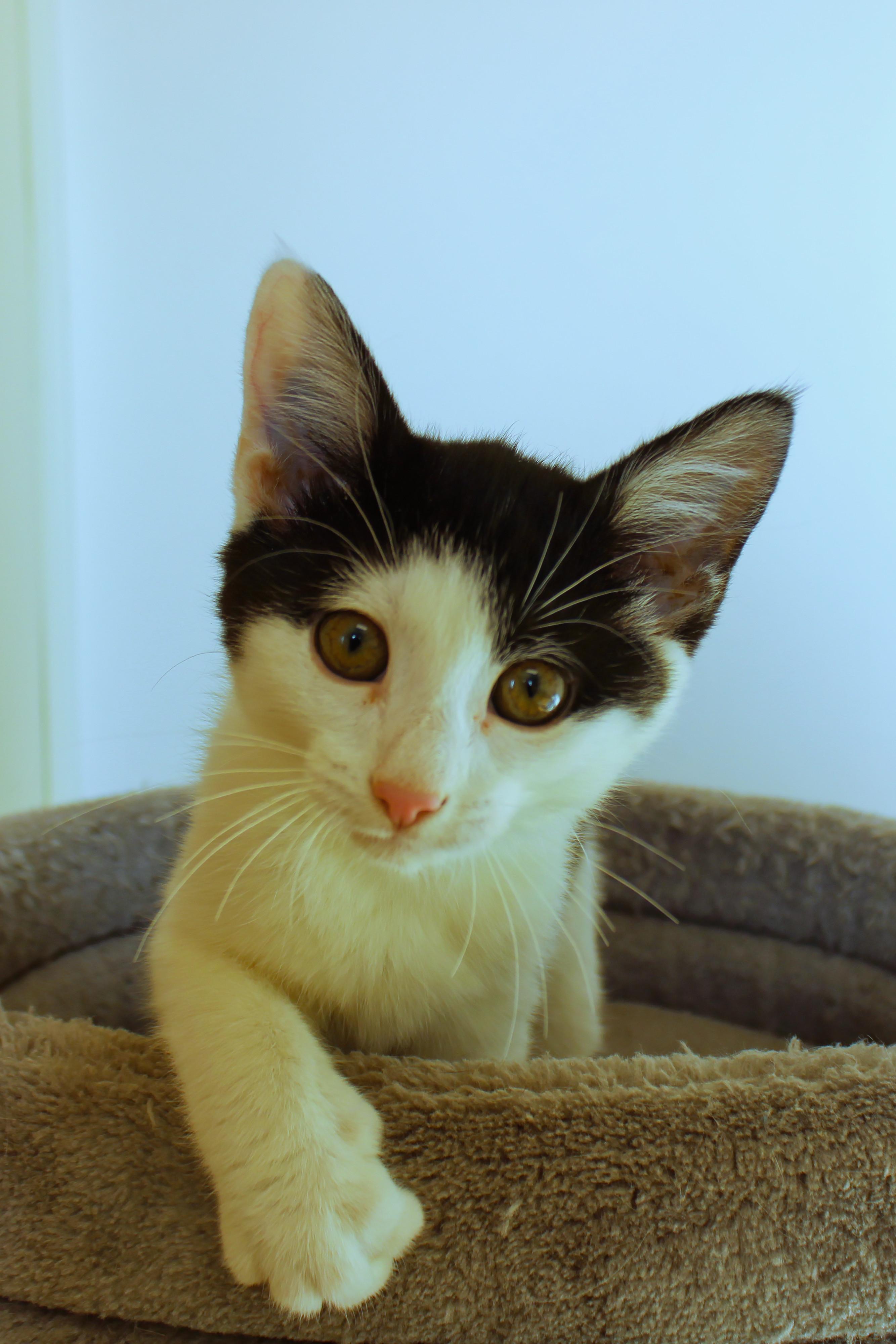 Enlarge Kringle, a Adoptable American Shorthair in Urbana, OH image 2/6