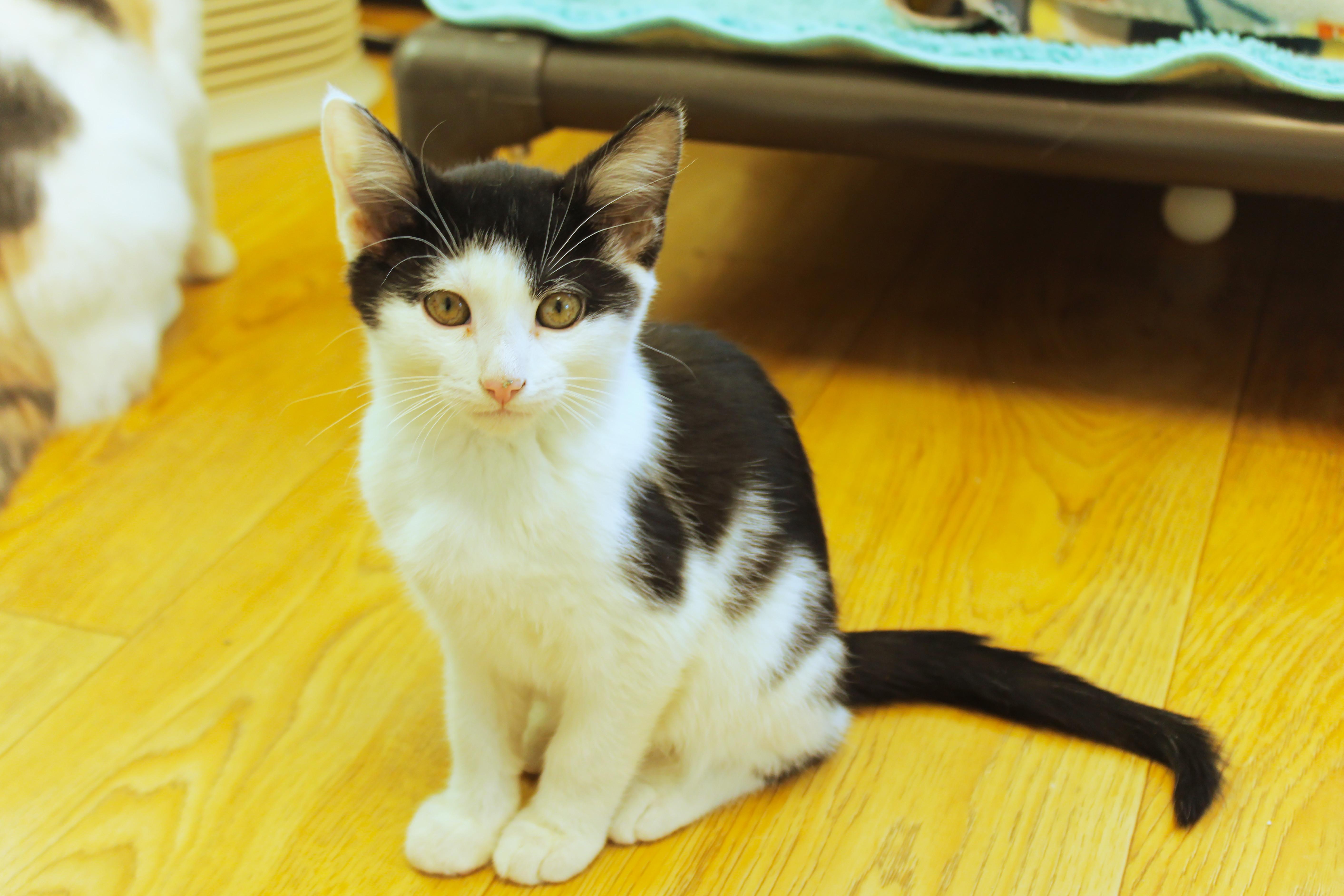 Enlarge Kringle, a Adoptable American Shorthair in Urbana, OH image 6/6