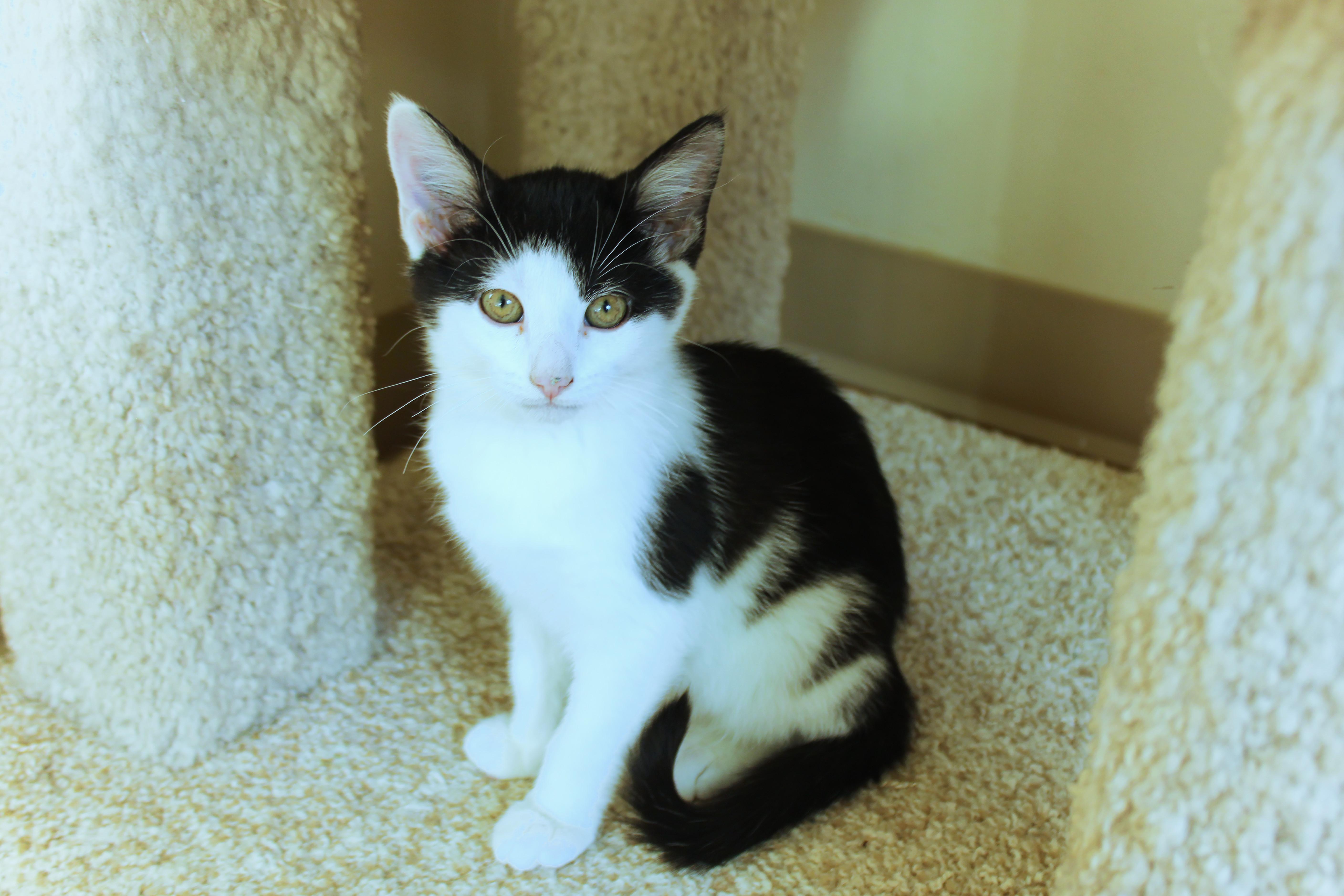 Enlarge Kringle, a Adoptable American Shorthair in Urbana, OH image 5/6