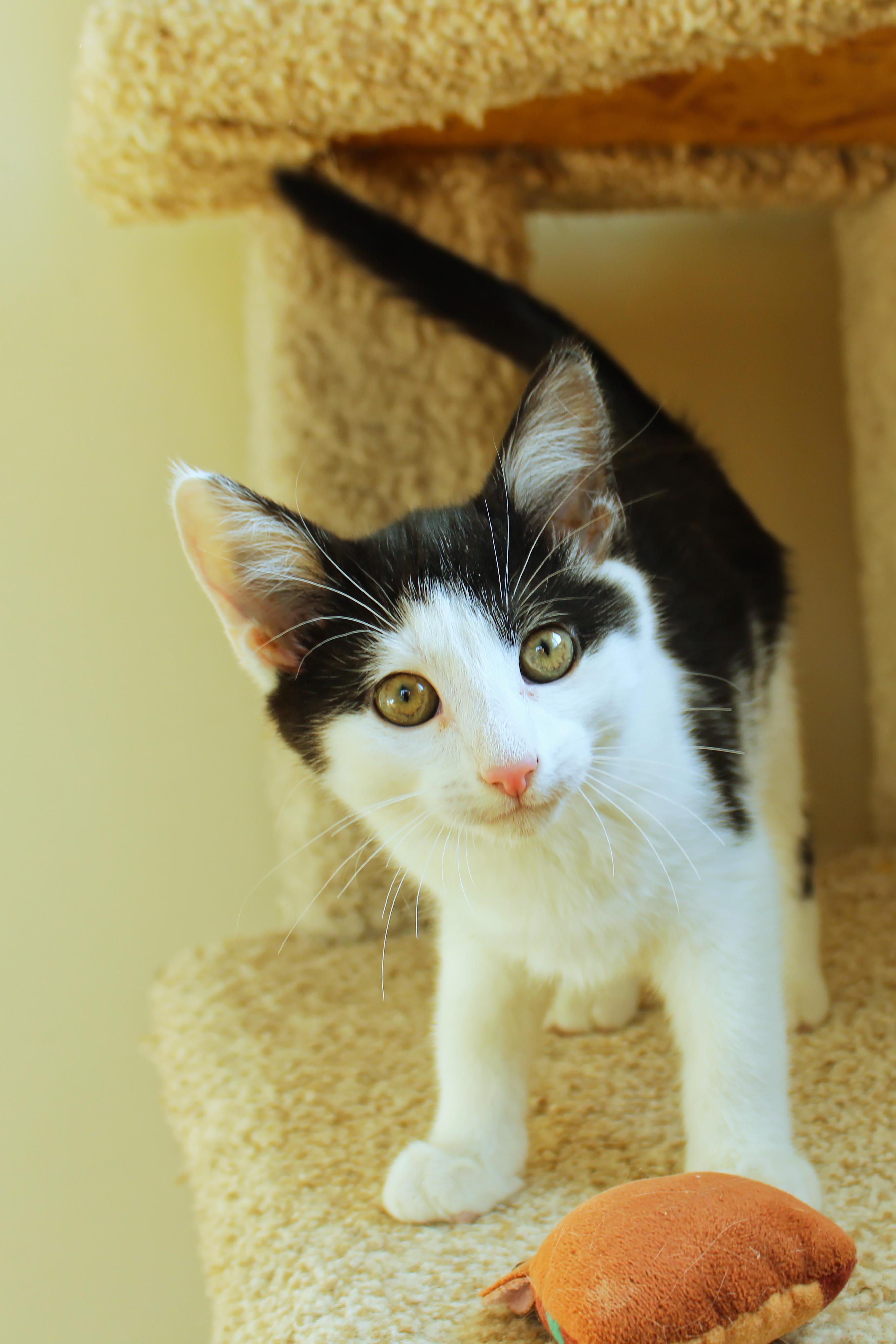 Enlarge Kringle, a Adoptable American Shorthair in Urbana, OH image 4/6