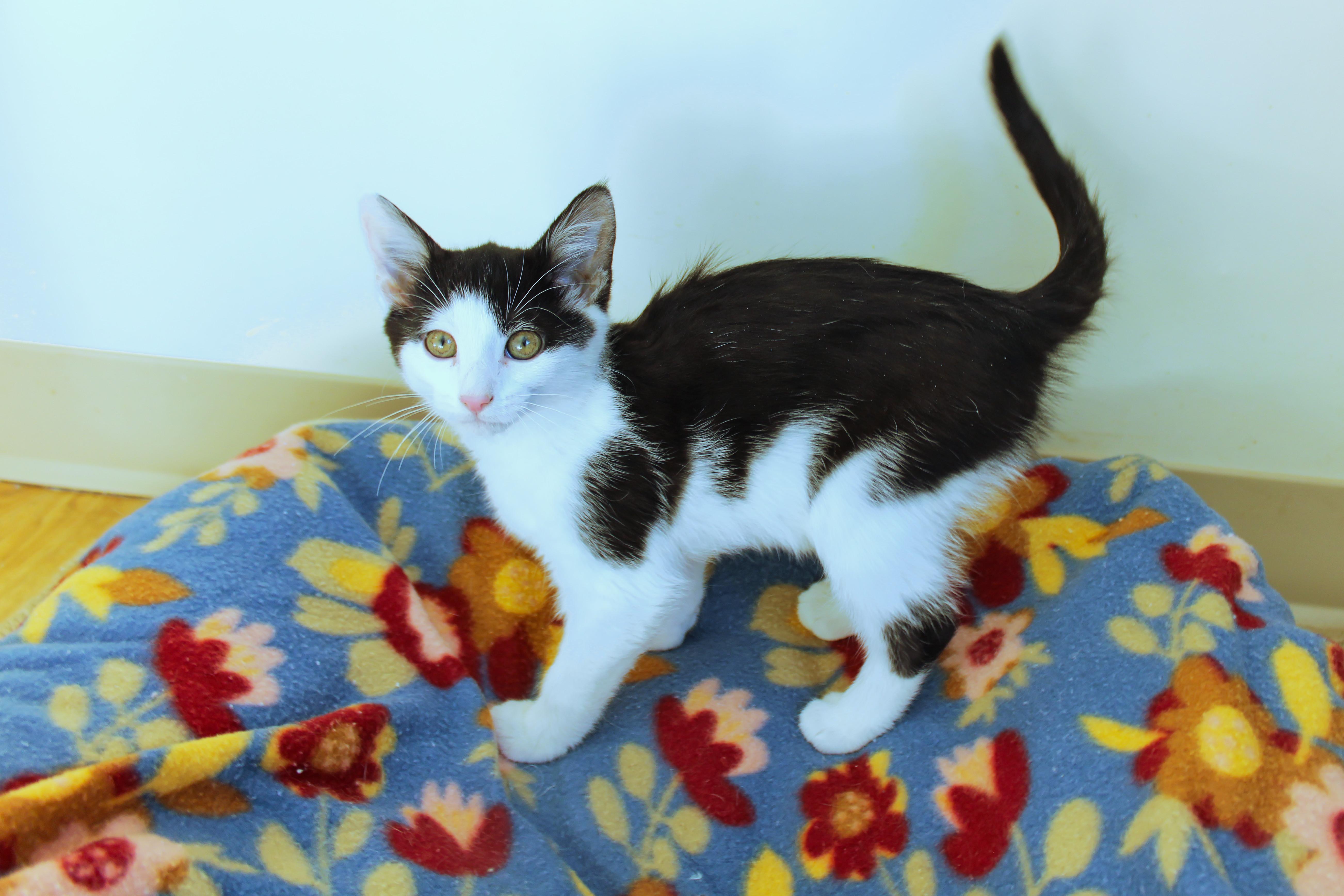 Enlarge Kringle, a Adoptable American Shorthair in Urbana, OH image 1/6