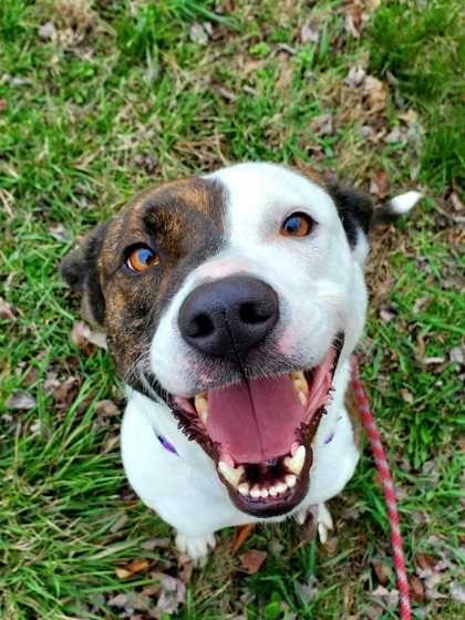 Enlarge Zoe, a ADOPTABLE mixed breed in Williamsport, PA image 2/2