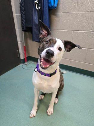 Zoe, ADOPTABLE, Adult Female Australian Cattle Dog / Blue Heeler & Pit Bull Terrier.