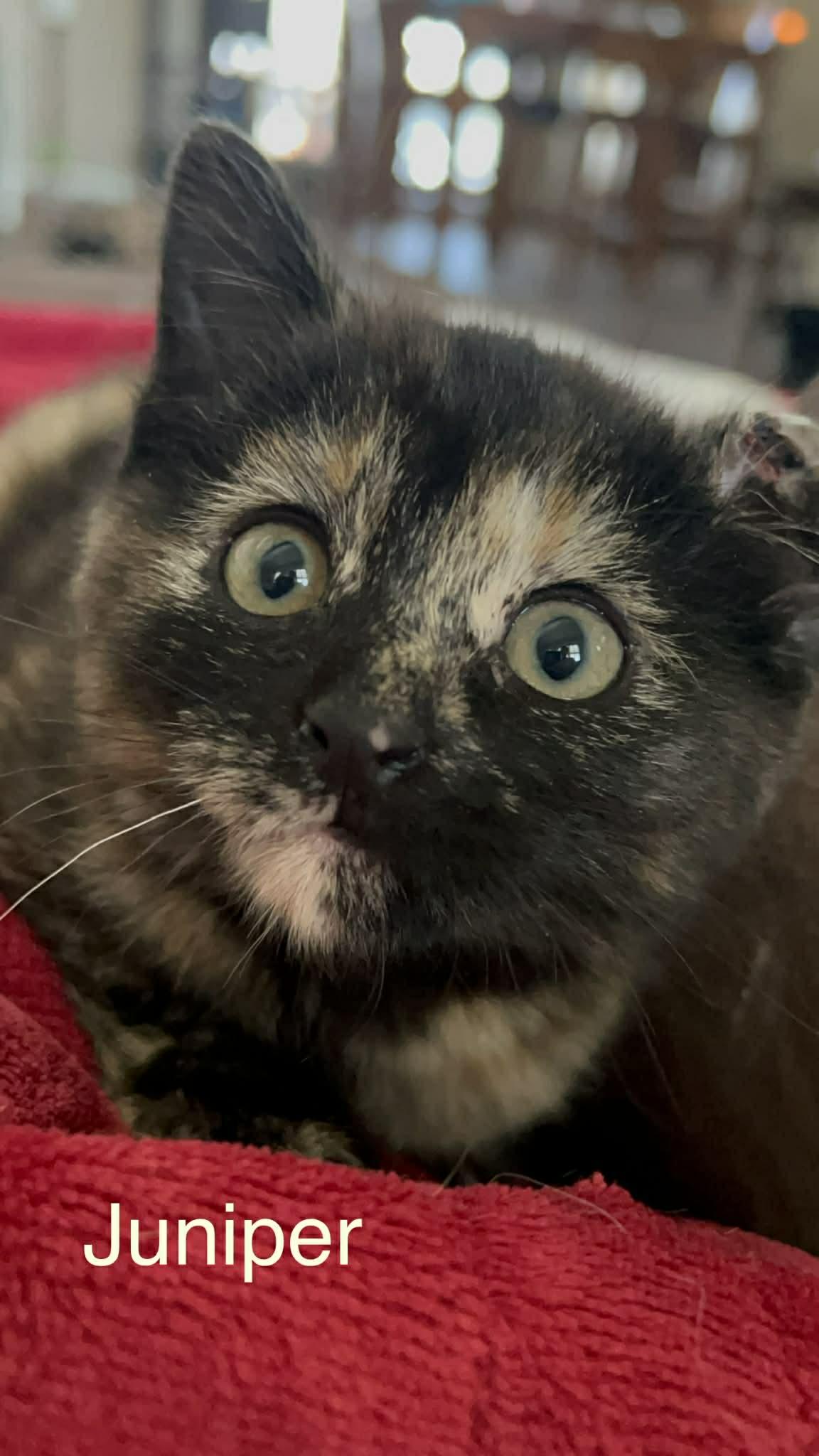 Enlarge Juniper, an adopted Domestic Short Hair in Sedalia, MO image 3/3