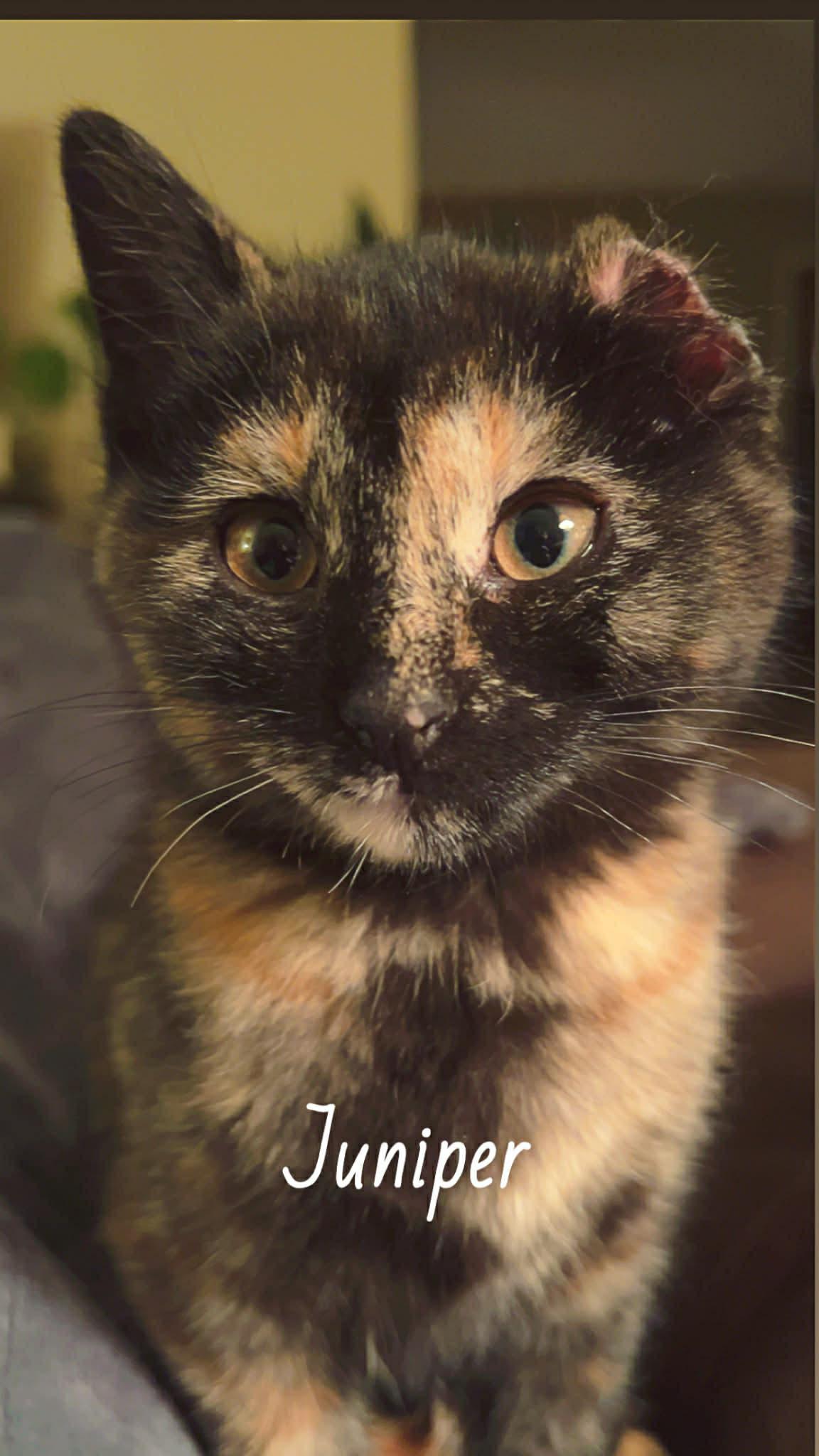 Enlarge Juniper, an adopted Domestic Short Hair in Sedalia, MO image 1/3