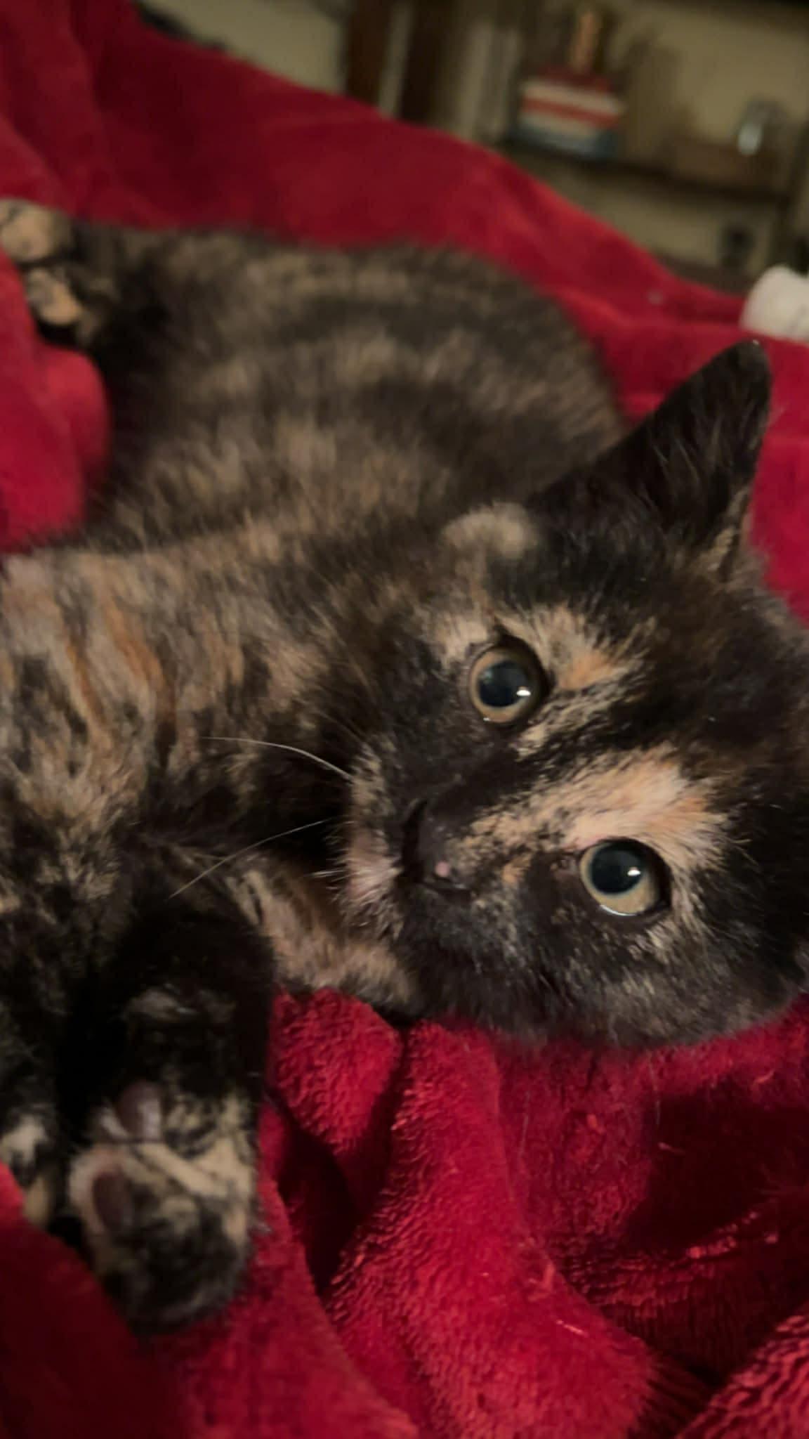 Enlarge Juniper, an adopted Domestic Short Hair in Sedalia, MO image 2/3