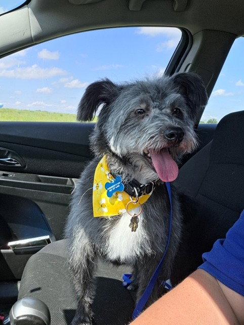 Buddy, Adoptable, Adult Male Norfolk Terrier.