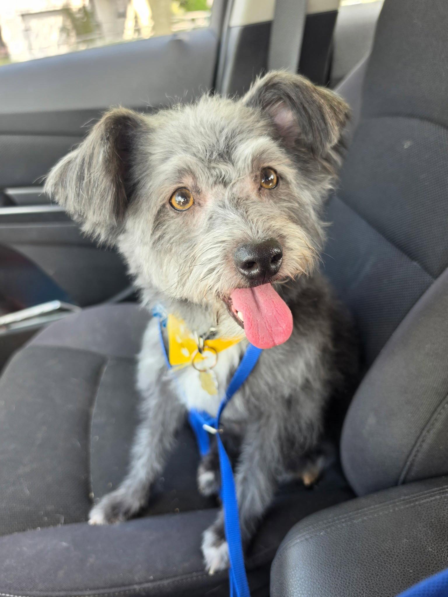 Buddy, a Adoptable Norfolk Terrier in Fort Wayne, IN image 2/2