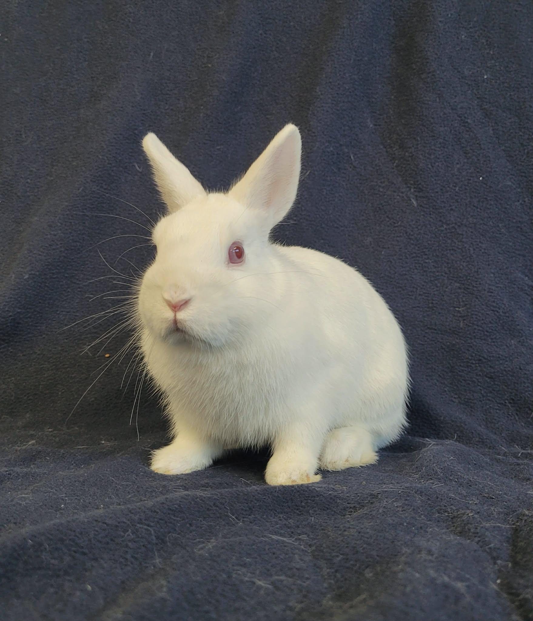 Blanche Neige, ADOPTABLE, Young Female Bunny Rabbit.