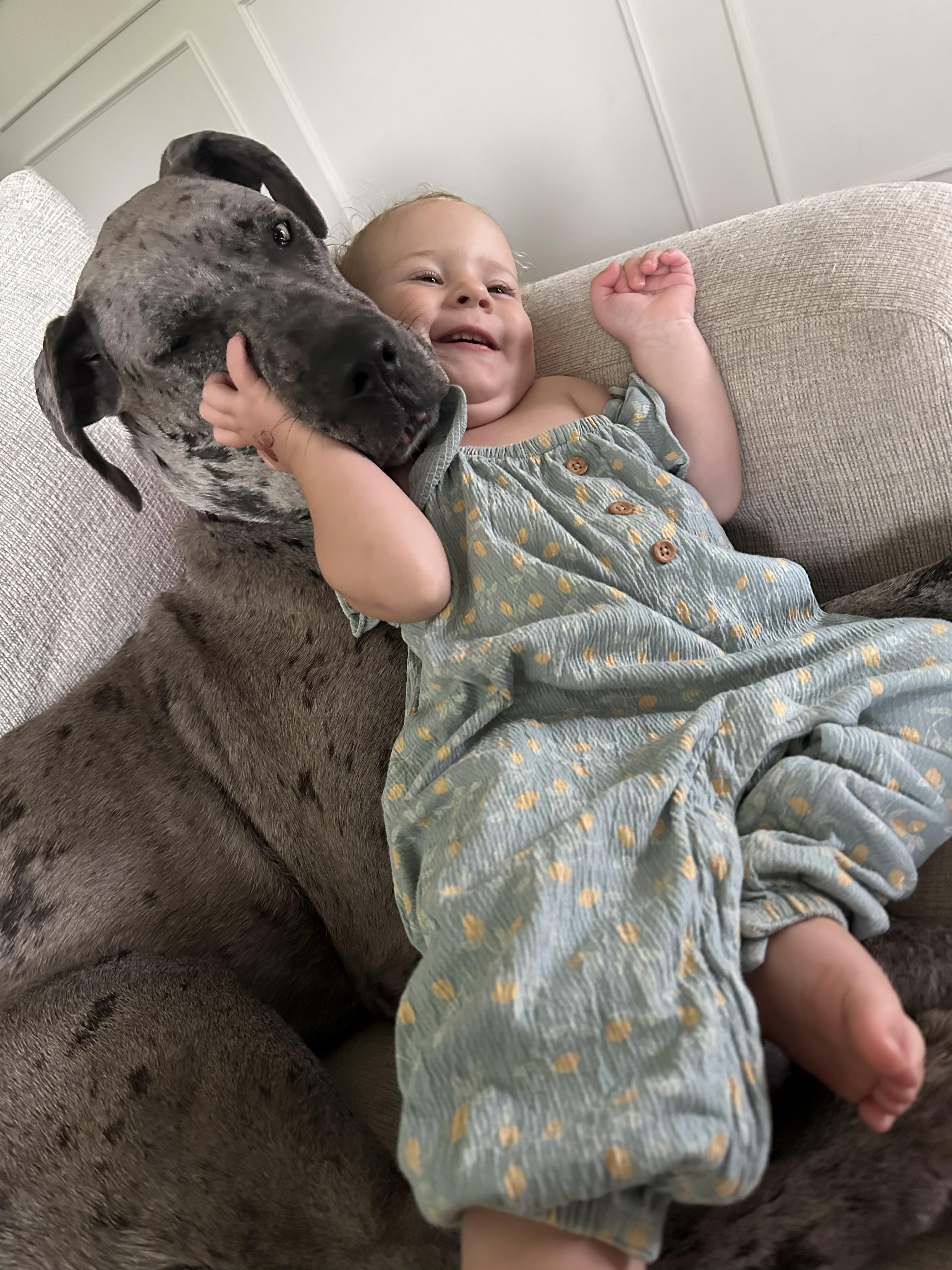 Jane the Dane, Adoptable, Adult Female Great Dane.