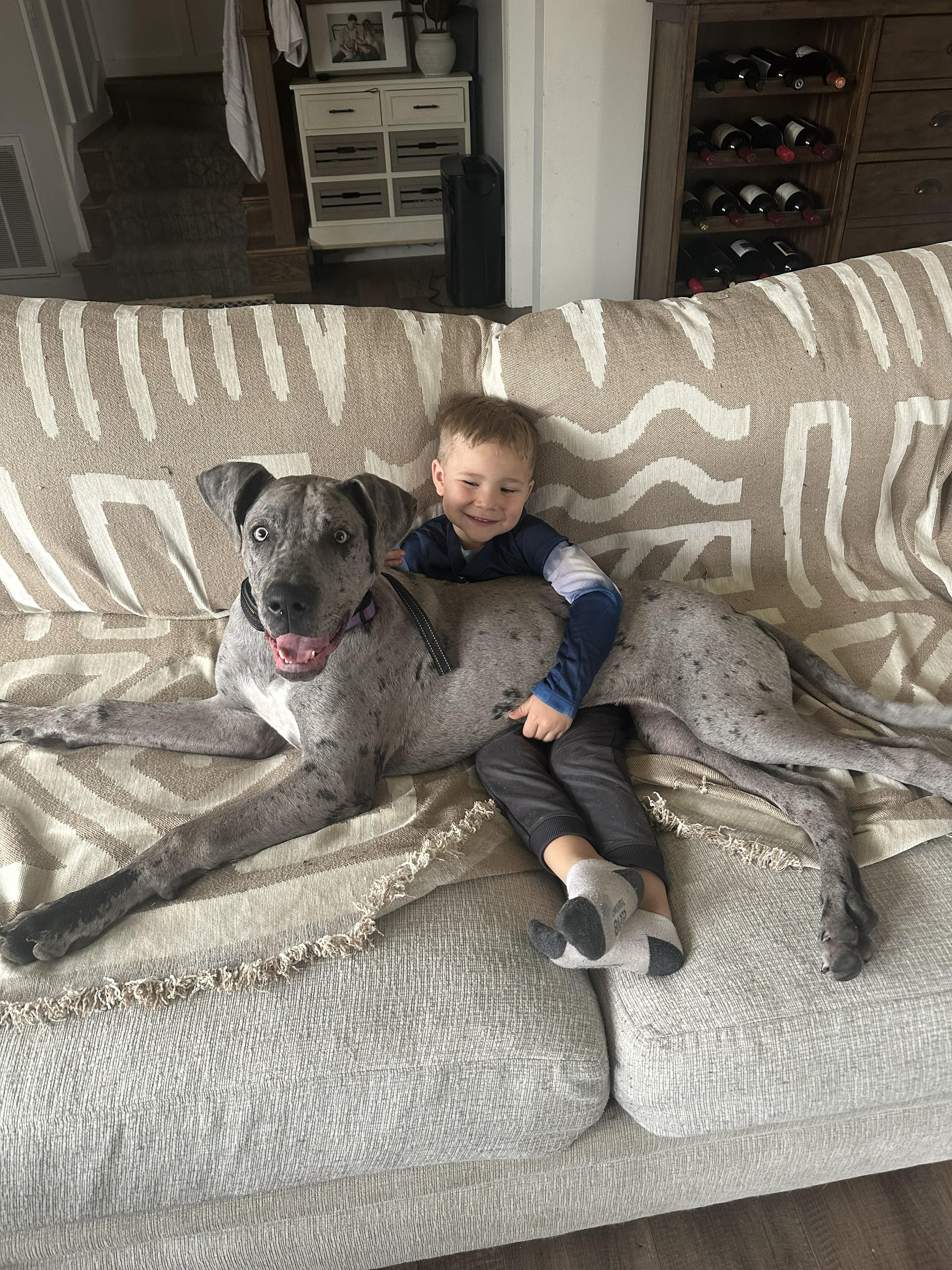 Enlarge Jane the Dane, a Adoptable Great Dane in Goodlettsville, TN image 3/3
