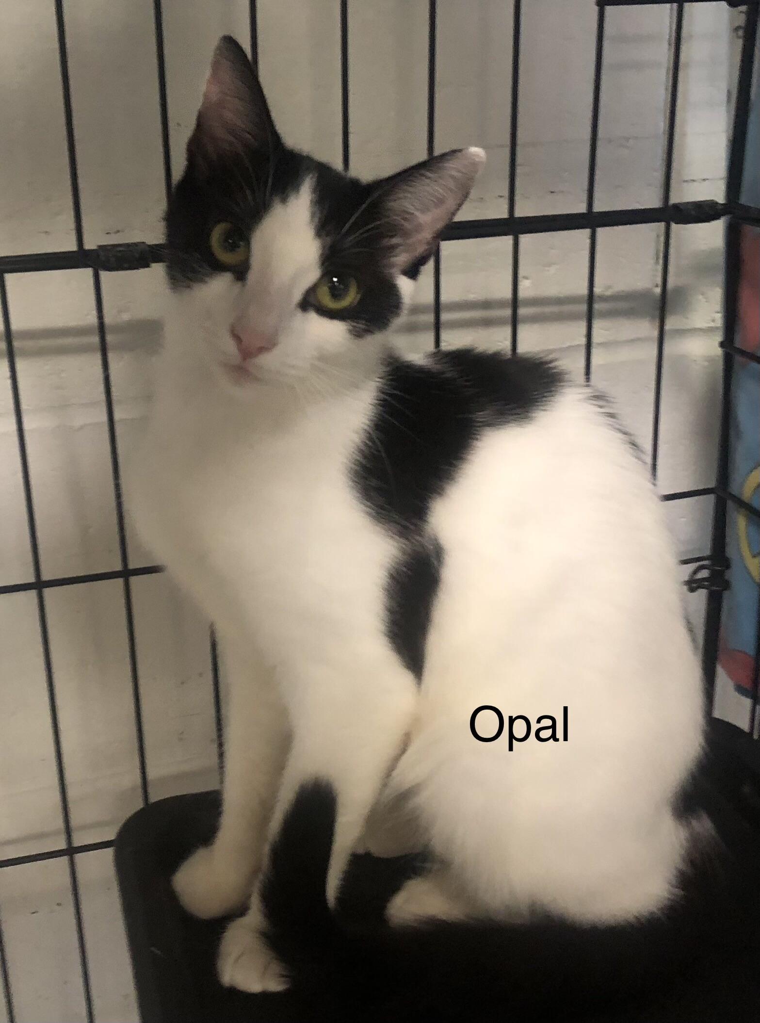 Enlarge Opal, a Adoptable Domestic Short Hair in Jackson, CA image 3/3
