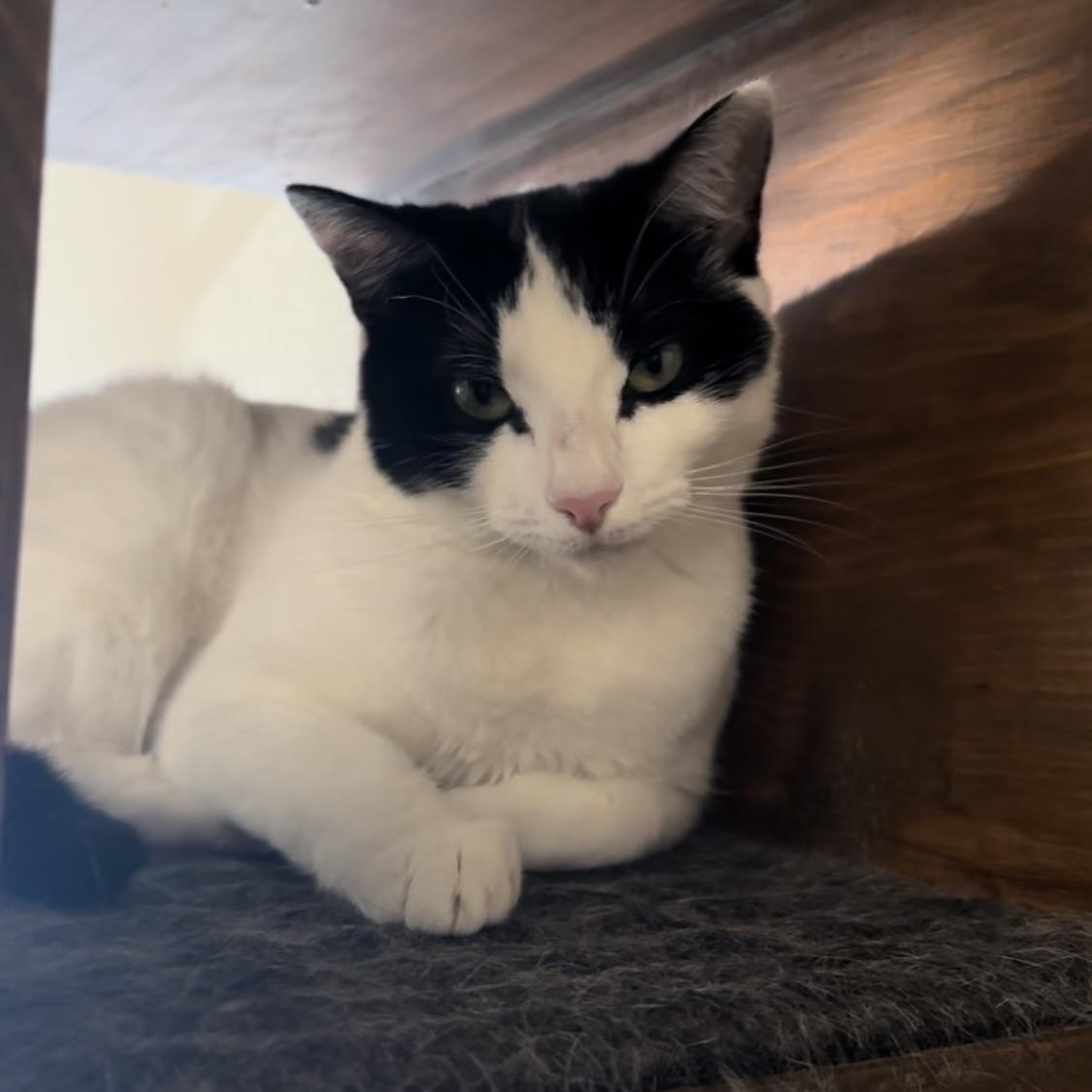 Opal, Adoptable, Adult Female Domestic Short Hair.