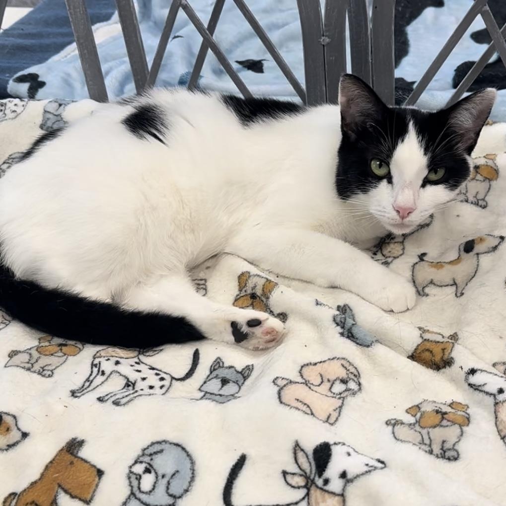 Enlarge Opal, a Adoptable Domestic Short Hair in Jackson, CA image 2/3