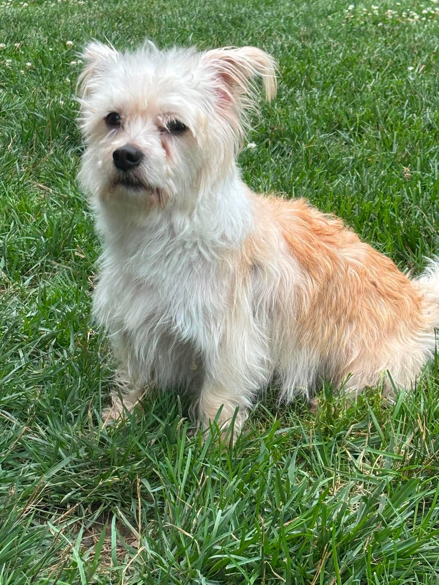 Sully, a Adoptable mixed breed in Richmond, KY image 1/5