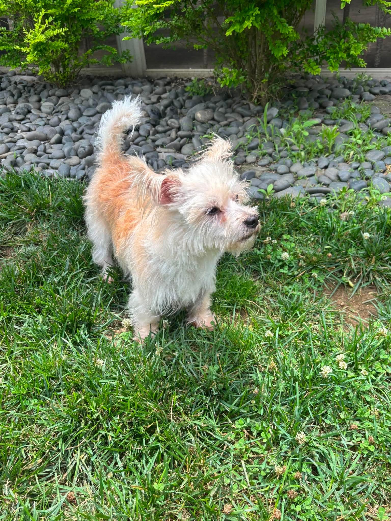 Sully, a Adoptable mixed breed in Richmond, KY image 2/5