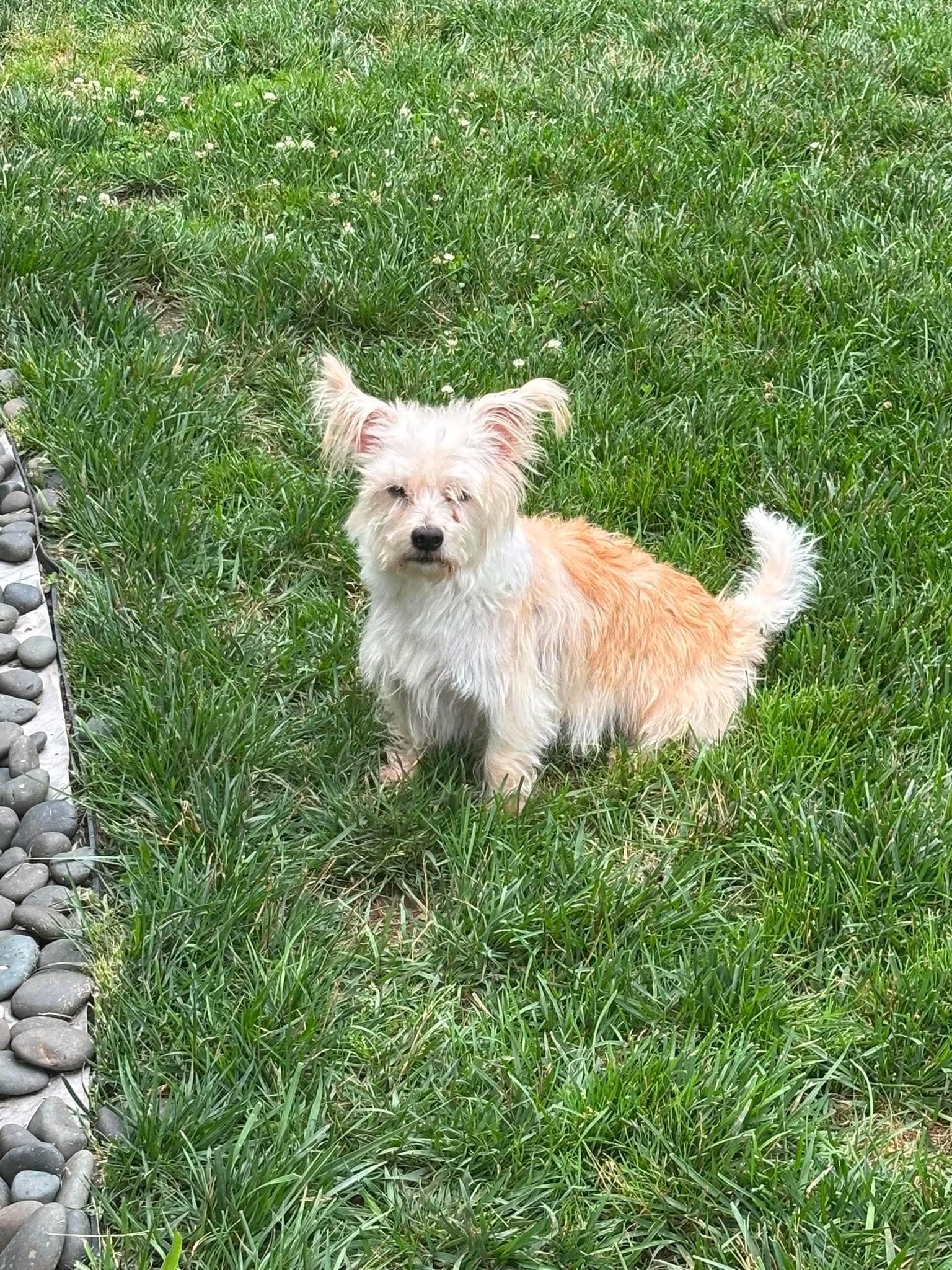 Sully, a Adoptable mixed breed in Richmond, KY image 3/5