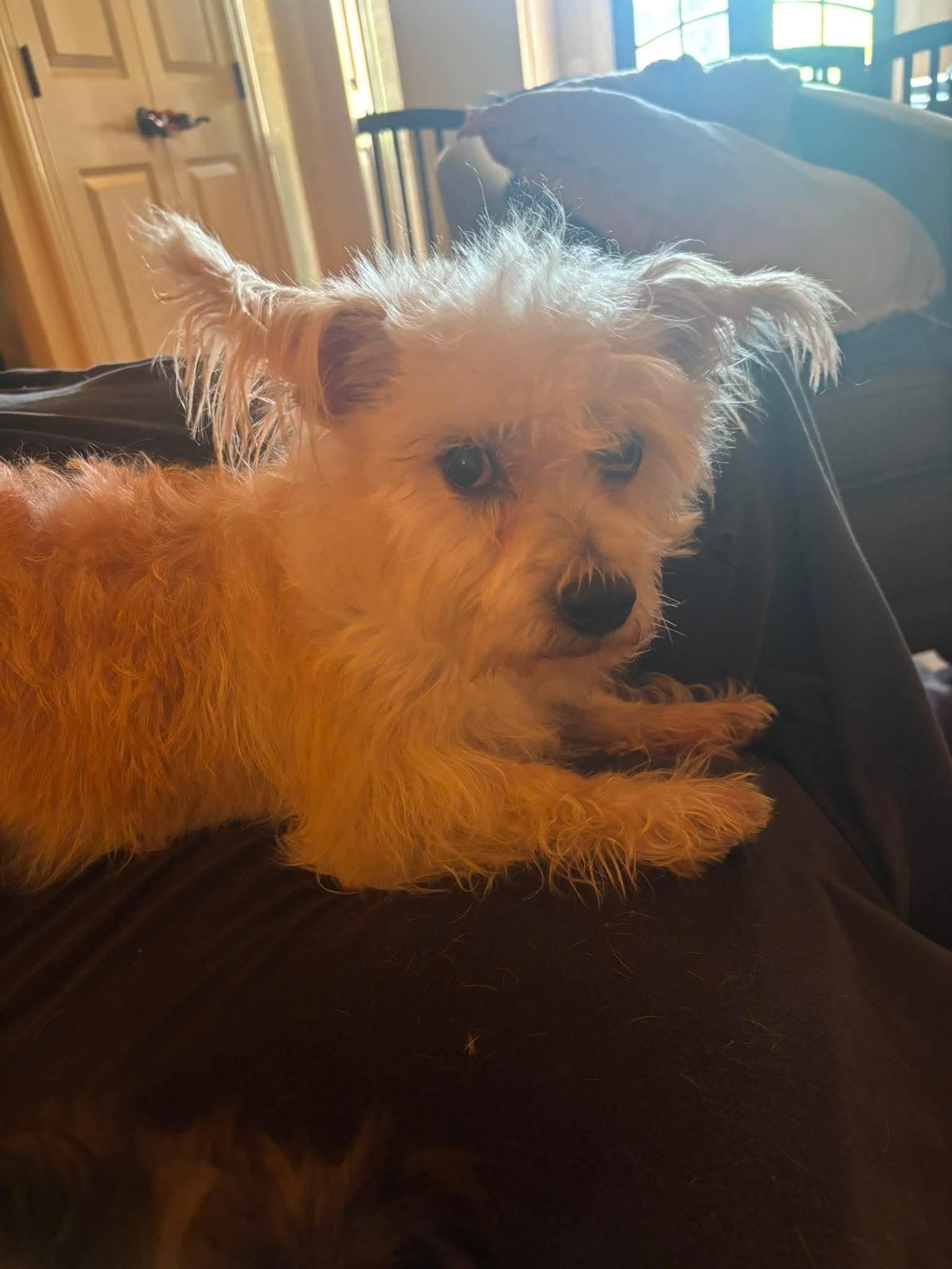 Sully, a Adoptable mixed breed in Richmond, KY image 5/5