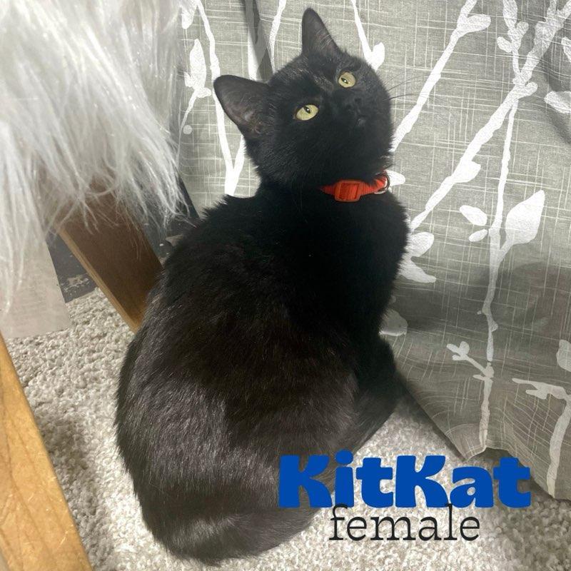 Enlarge Kit Kat, a ADOPTABLE Domestic Short Hair in Benson, MN image 1/3