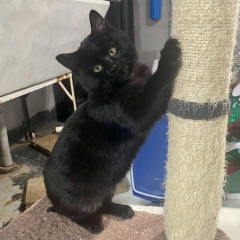 Enlarge Kit Kat, a ADOPTABLE Domestic Short Hair in Benson, MN image 2/3